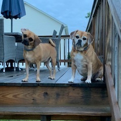 Fundraising Page: Jeffrey Del Ricci Jr.